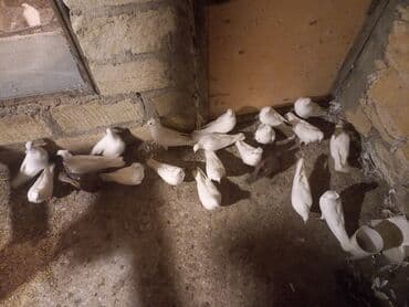 клетка для попугая купить: Məhsul: Qübbəli quşxanada saxlanan dekorativ göyərçinlər dəsti — 7