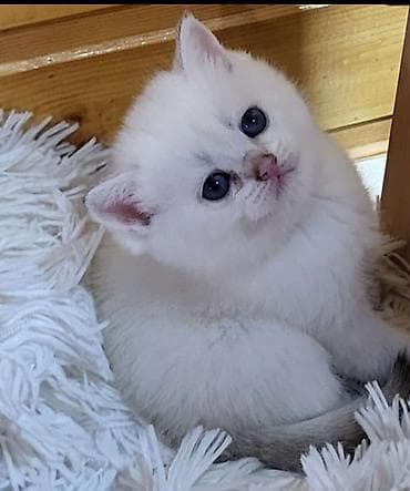 pulsuz pisiy: Şinşilla — 8