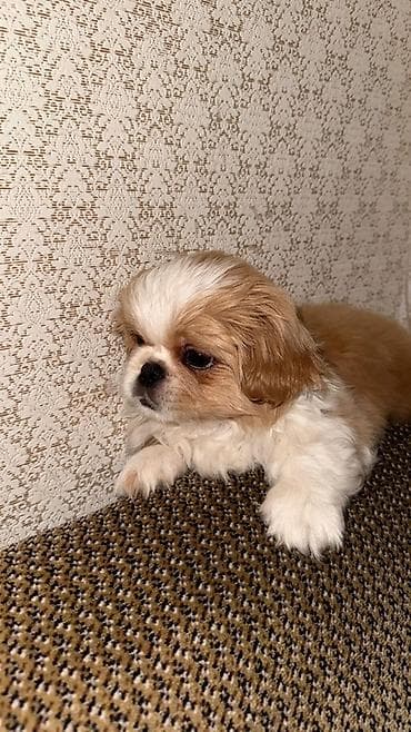 coban itleri: Pekines, 2 ay, Dişi, Peyvəndli, Ünvandan götürmə — 1