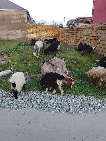 Məhsul: Qoyun-keçi sürüsü (xırdabuynuzlu heyvanlar) Təsvir: -