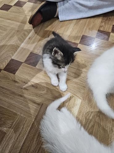 pisik esyalari: Yaxşı əllərə — 4