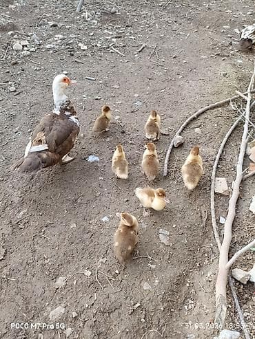 kənd təsərrüfatı heyvanları: Dişi, | Lal ördək, Ətlik — 1