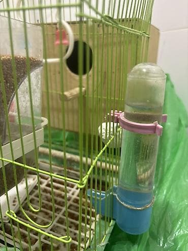 papuqay sesi: Sarı-yaşıl rəngli dalmatin naxışlı 1 ədəd erkək (papuqay) satılır — 2