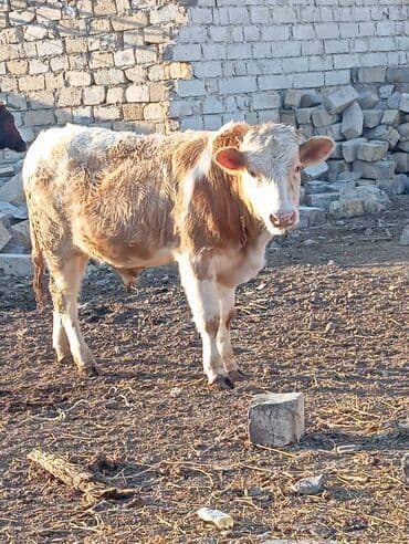 Dana, buzov: Dana, buzov, Erkək, ay: 11, 140 kq, Ətlik — 2