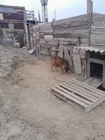 maraqli it adlari: İri cüssəli, qısa tüklü, tünd qəhvəyi rəng çalarlarında it. Boy ölçüsü — 4