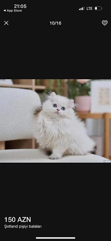 pısık: Şotland — 3