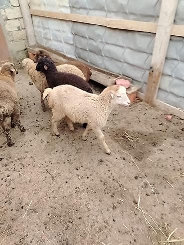 Pişiklər: 5 erkəy dir super quzular — 4