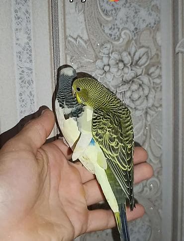 star quşu: Məhsul: Dalmat və dalğalı rəng mutasiyalı xonça (züğül) cütü – əl — 3