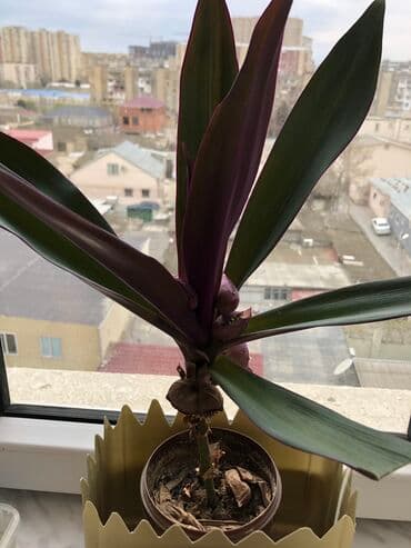 tebii gül şekilleri: Otaq bitkileri — 4