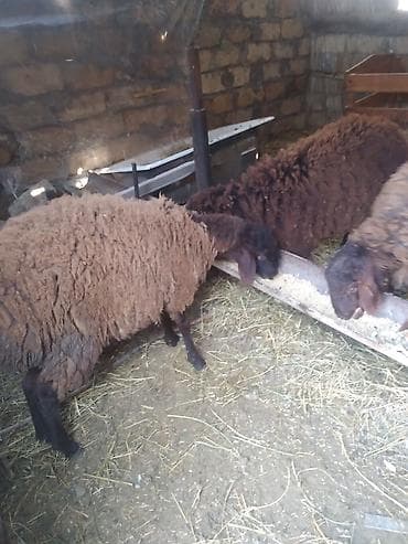 Məhsul: Qoyun sürüsü (qəhvəyi/qara yunlu) Təsvir: - Şəkillərdə — 3