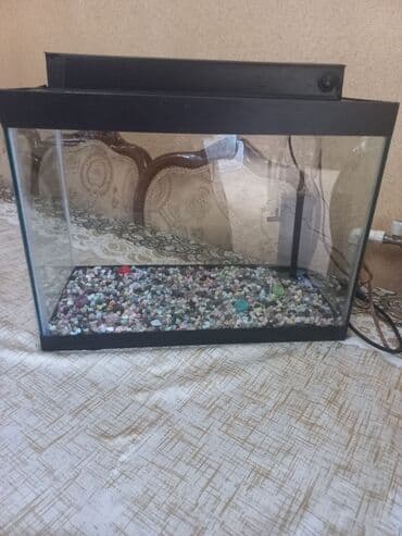 Gəmiricilər: Akvarum satılır 40 selqiledir lazim üçün fso — 9