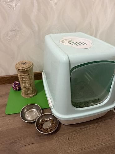 britaniya pişiyi: Şotland — 2