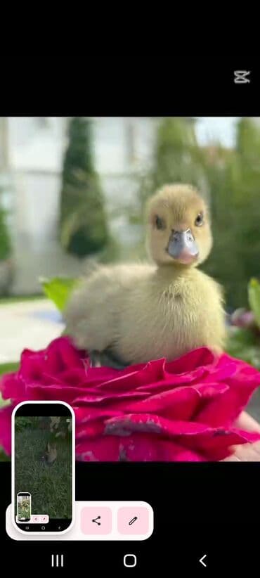 ingilis setteri it cinsinin digər adı nədi: Məhsul: Lal ördək (Muscovy) – damazlıq quşlar, balalar və kəsilmiş ət — 5