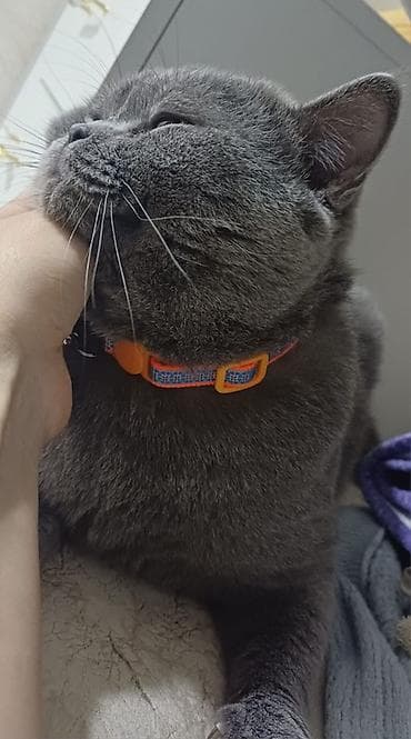 balaca it adlari: Yaxwi ellere verilir 
Отдам в хорошие руки — 3