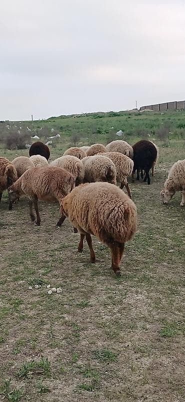 edilbay qoyunu: Erkək, il: 5, 30 kq, Ətlik, Ödənişli çatdırılma — 8