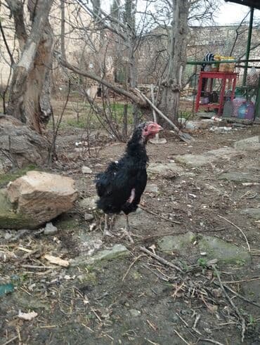 cins xoruzlar: Xoruz, Heyratı, il: 1, Ünvandan götürmə — 5