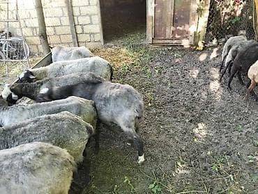 heyvanlar: Salam olsun hərkəsə qoyun lar saxlam qoyunları 21 baş heyvandi 11 — 2