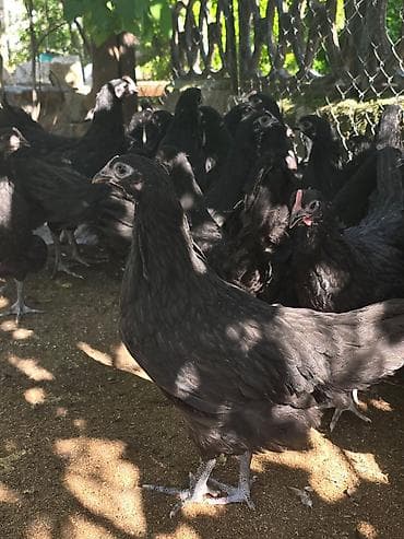 🐓 Satılır – 2 Aylıq Təmiz Qan Avstrolop Cücələri 95 ədəd sağlam və — 8