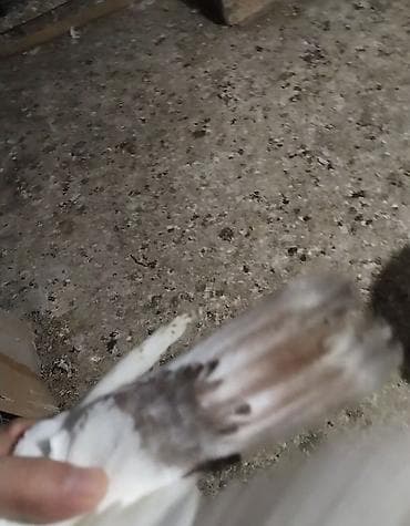 goyərcin yumurtası: Qoşa kekılı teze dene duşub baladı tam sağlam maya baladı kankıret — 3