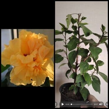 Bitki: Qapalı hibiskus (Çin qülümbülü), iri, qat-qat ləçəkli sarı