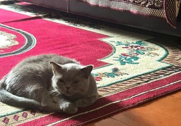 Dişi, Yaxşı əllərə