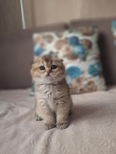 pişik geyim: Şotland, Erkək, Yaxşı əllərə, Ünvandan götürmə — 2