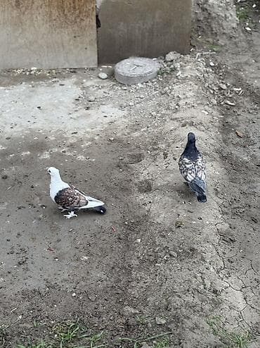 rottweiler itleri satisi: Hunkariler satilir — 1