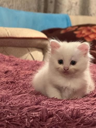 cutlesdirmek ucun pisik: Şinşilla — 4