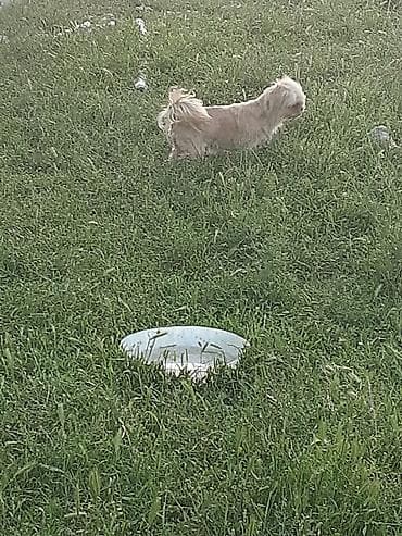 pulsuz it sahiblənmək: Pekines, 8 ay, Erkek, Ödənişli çatdırılma — 9