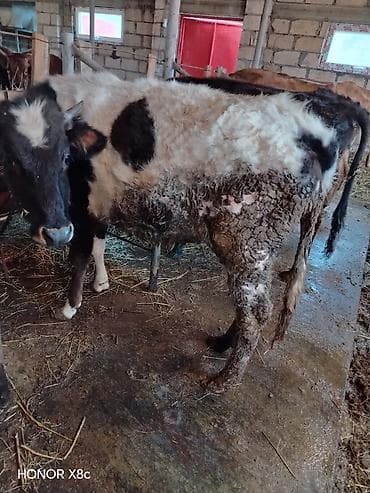 kənd təsərrüfatı heyvanları: Məhsul: Dana/buzaq heyvanları Təsvir: - Şəkillərdə müxtəlif rəngdə — 3