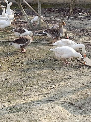 Qaz sürüsü – yerli təsərrüfatda bəslənmiş - Növ: ev qazı (ağ və boz lalafo.az -da Qaz sürüsü – yerli təsərrüfatda bəslənmiş - Növ: ev qazı (ağ və boz