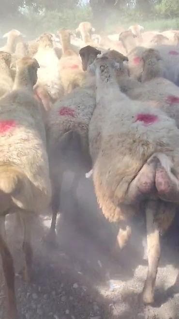 ev heyvanlarının satışı: Dişi, il: 1, Damazlıq, Pulsuz çatdırılma — 7