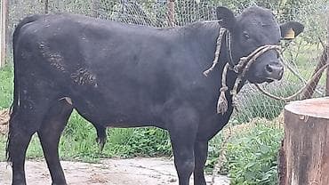 heyvan bazari keci: Təmiz qan anqus erkək Diri çəkisi 550 kq dır — 3