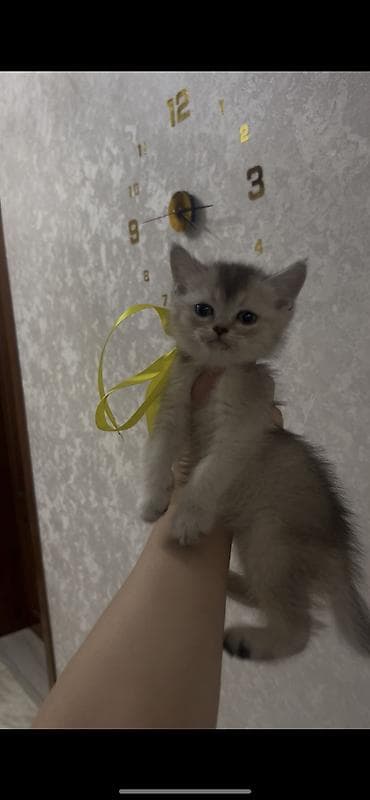 pulsuz it satilir: Şinşilla, Erkək, Ünvandan götürmə, Ödənişli çatdırılma, Rayonlara çatdırılma — 1