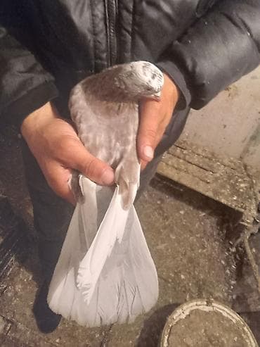 adana göyərçin: Salam.ikiside tutulmadir.biri 10manat.biri ayaginda uzuylu tutulub — 5