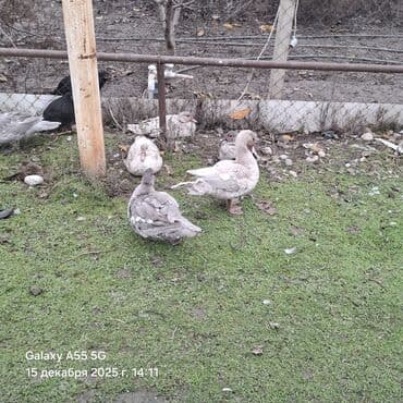 Muscovy ördəkləri (indoşkalar) - Rəng: Boz-ağ çalarlar, bəzi