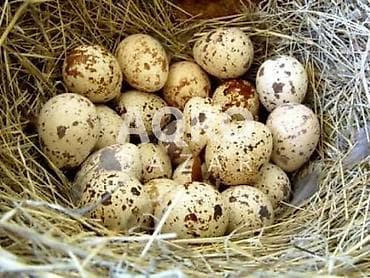 lobzik satisi: Bildirçin yumurtası satılır mayalı və uşaq üçün öncədən sifariş alınır — 1