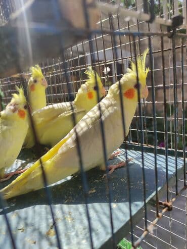 anqut quşu: Dörd ədəd 2 ayliq korella balalari bir ədədi 45 Azn Ancaq zəng — 1