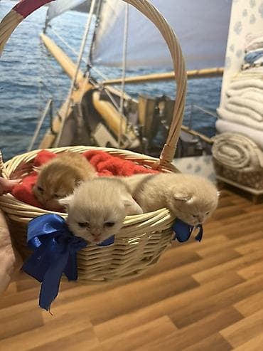 Gəmiricilər: Fars — 4