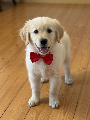 Retriever, 3 ay, Erkek