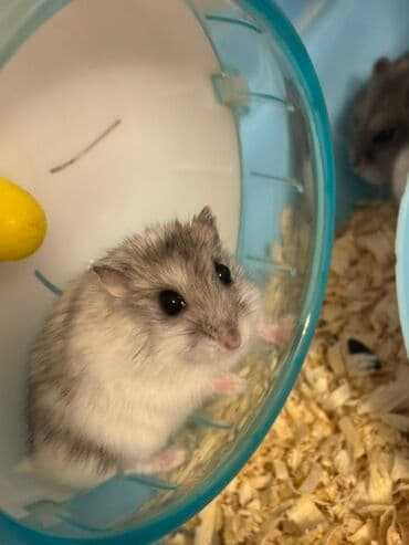 qizil baliq satisi: Məhsul: Cırtdan hamsterlər (Djungarian/qarışıq rənglər) Təsvir: - — 6