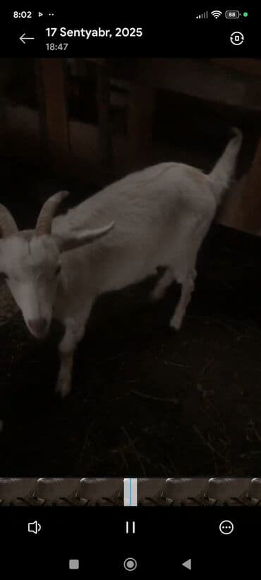 çəpiş əti: Ağ rəngli, buynuzlu keçi. - Cins görünüşü: yerli süd‑ət istiqamətli — 2