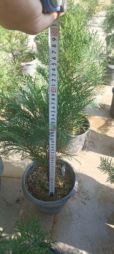 gül toxumları satışı: Dekorativ çöl bitkilərinin satışı və Sifarişlə yetişdirilməsi.Satış — 4