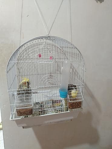 deve quşu: 2 Quşdur.1i 40 manatdır.Uzaqdan gələnə 5 manat endirim olacaq — 1