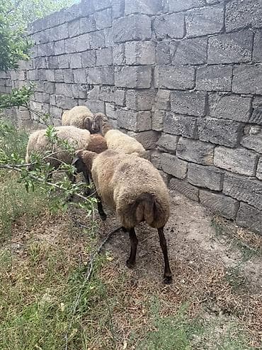 keçi balası: Qoyunlar hamsi boğazdı 4,5 qarn — 1