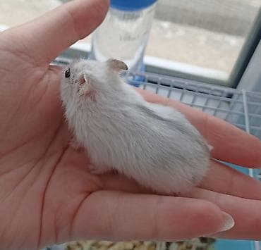 cunqarik satisi: 1 aylıq ağ və boz rəngli cunqariklər satılır. Tam evdə bəslənilmiş — 2