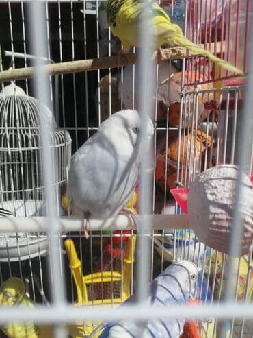 quş qəfəsləri: Qəfəs 9azn Valnisti Tutuquşu Qəfəsi 9azn Amadin Bülbül Qəfəsi 9azn — 13