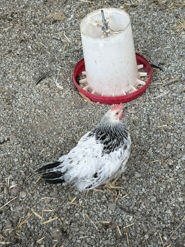 liqorin toyuqlar: Toyuq, Damazlıq — 7