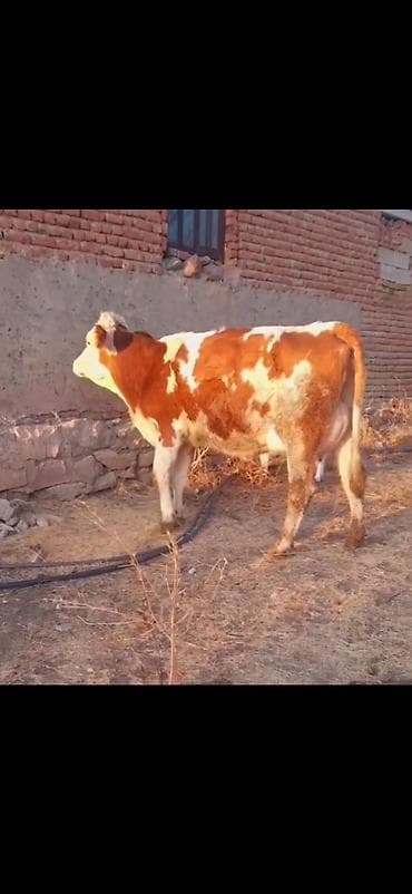 keci satışı tap az: Simental tipli inək və balası - Rəng: qırmızı-ağ alaca - Ana inək — 5