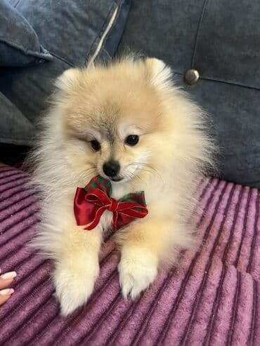 Gəmiricilər: Miniatür balaca it balaları - Cins: kiçik ölçülü dekorativ toy tip — 5